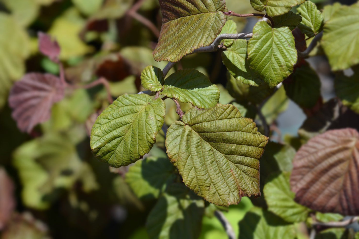 Corylus avellana 'Red Majestic'
