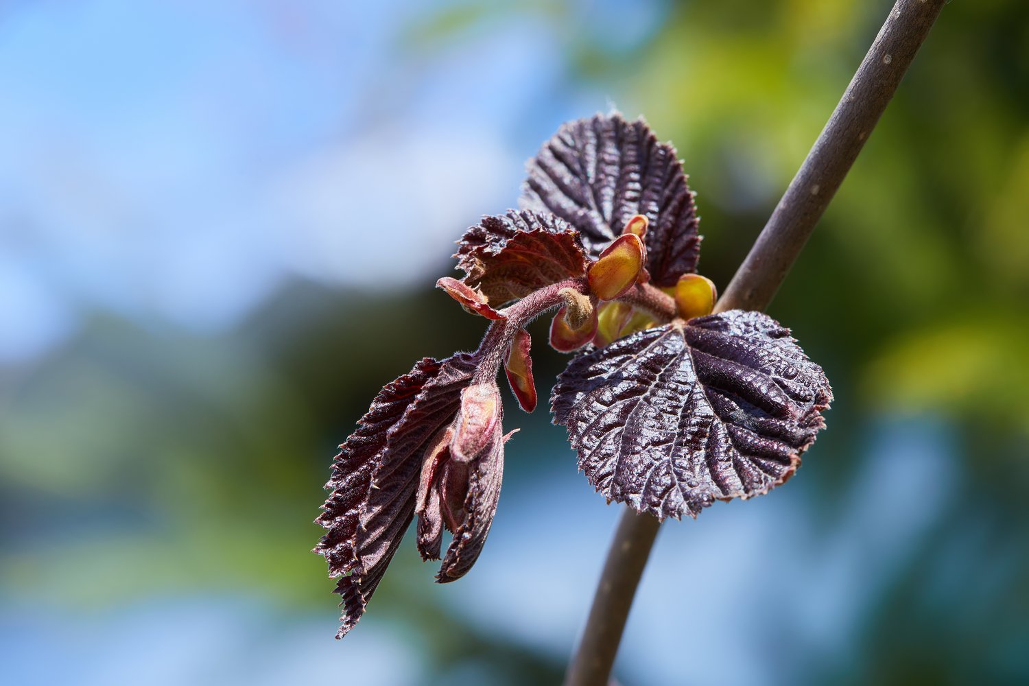 Corylus avellana 'Red Majestic'