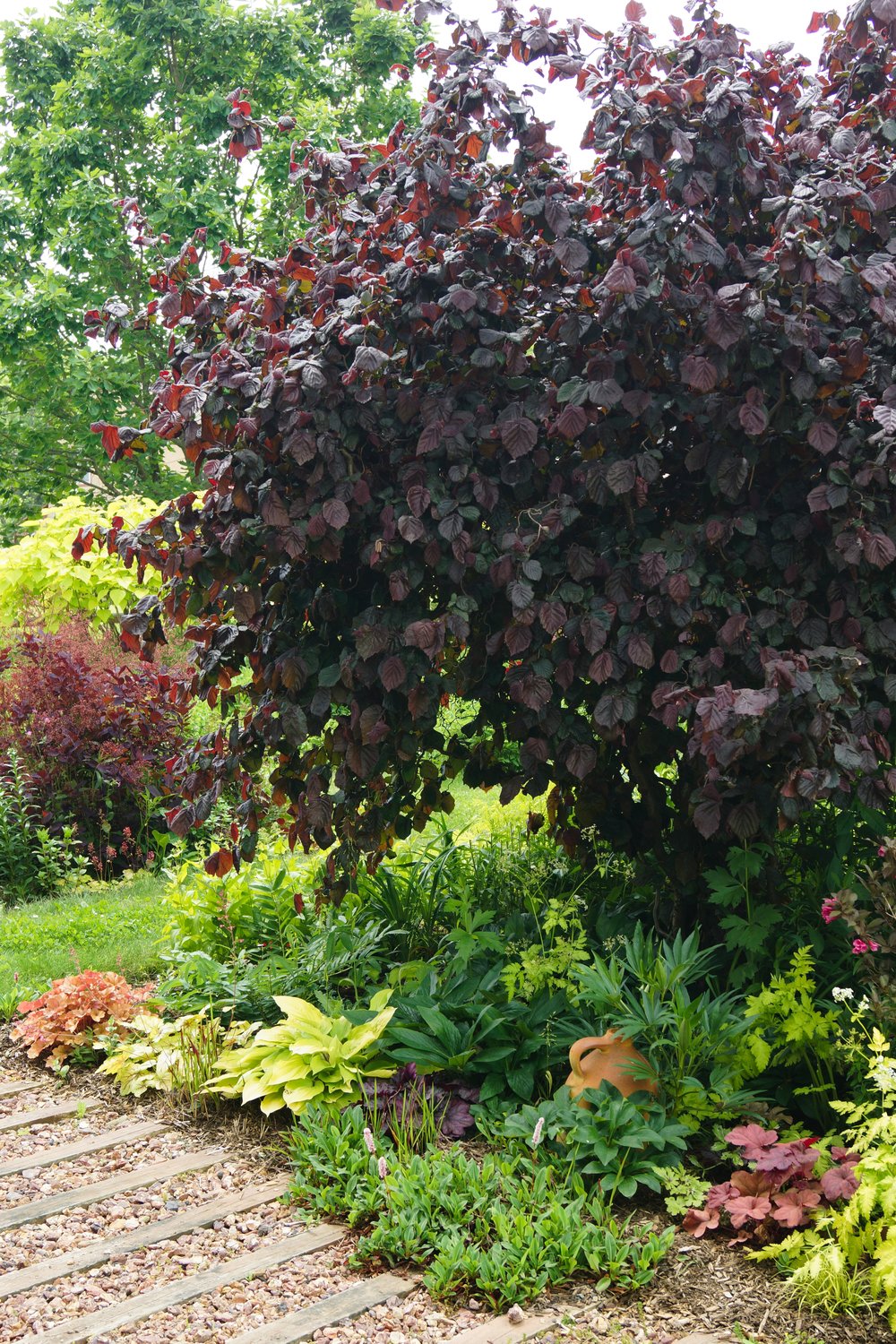 Corylus avellana 'Red Majestic'