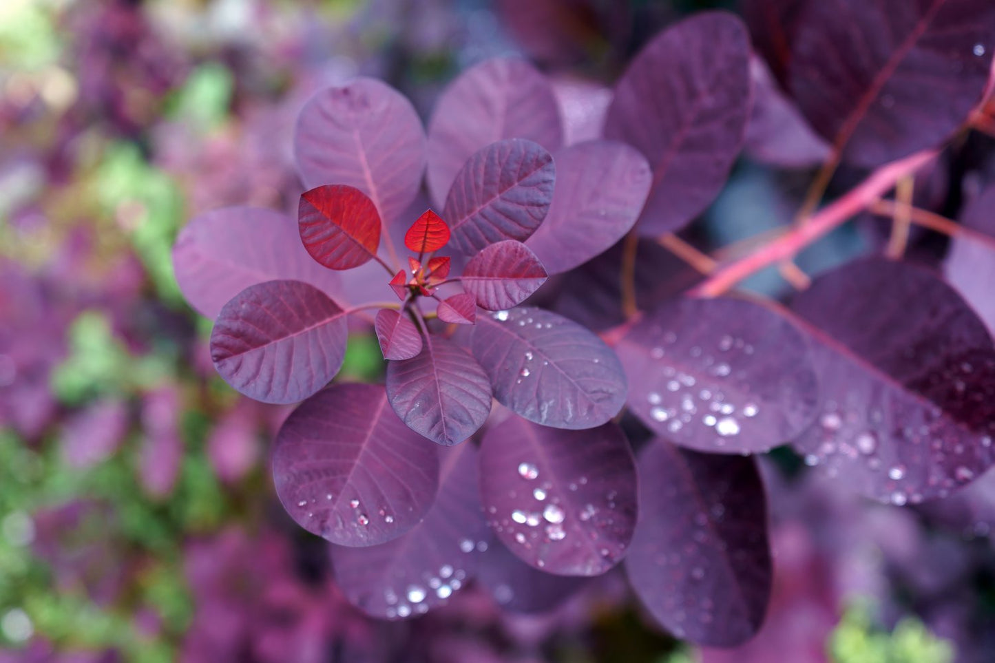 Cotinus coggygria 'Royal Purple'