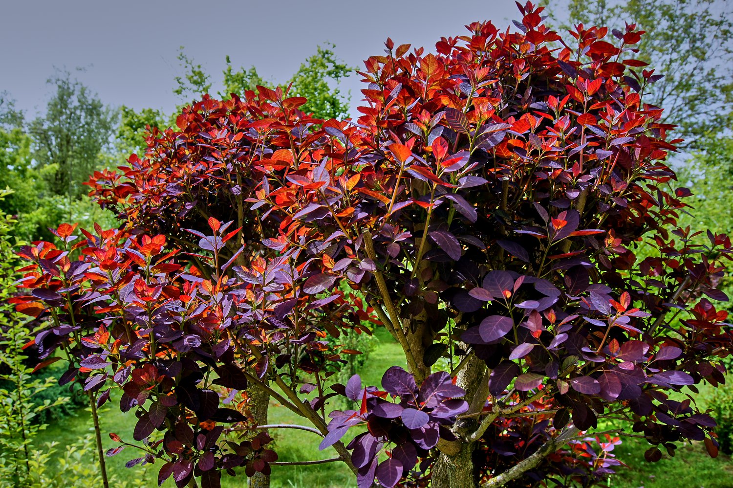 Cotinus coggygria 'Royal Purple'