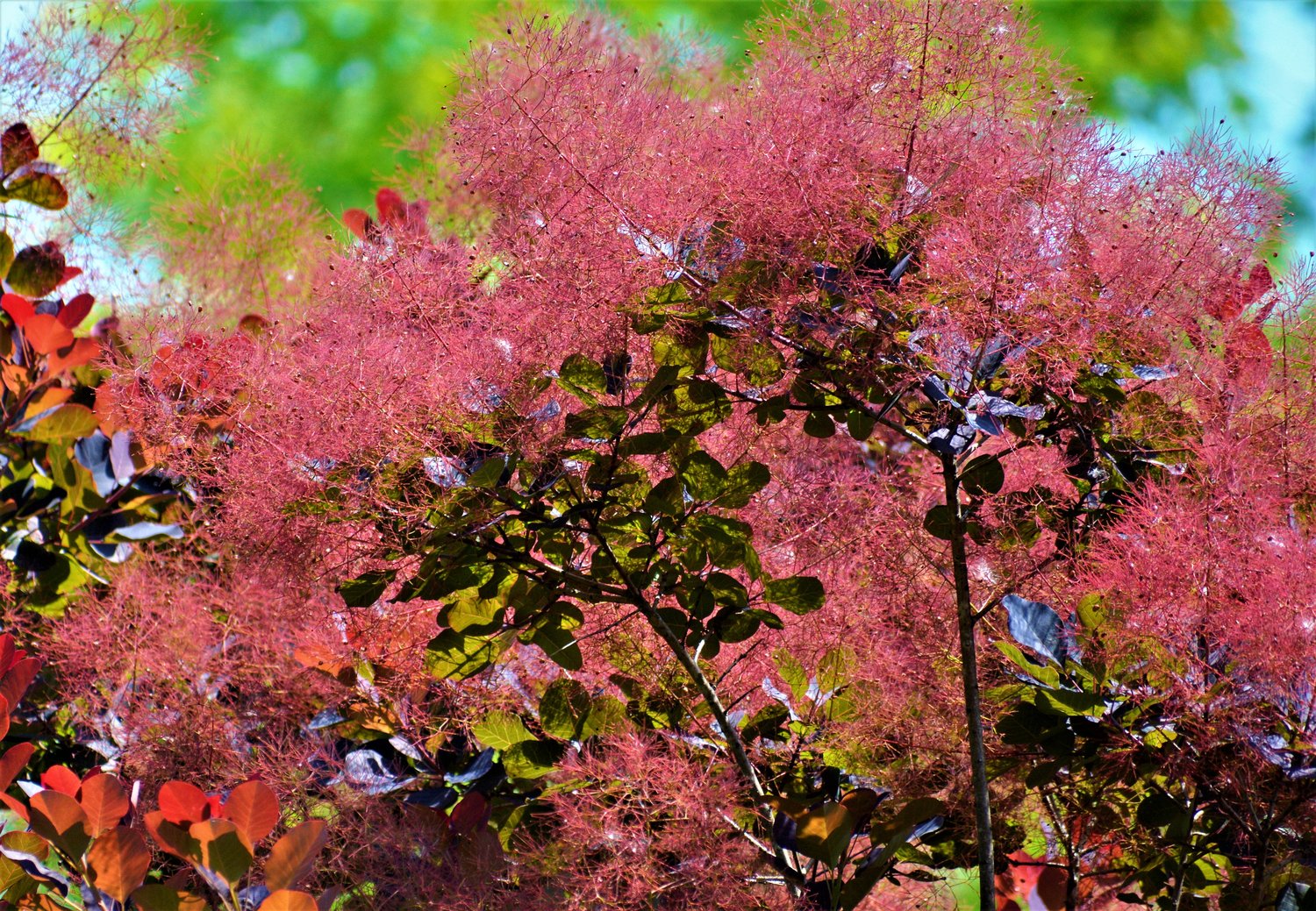 Cotinus coggygria 'Royal Purple'
