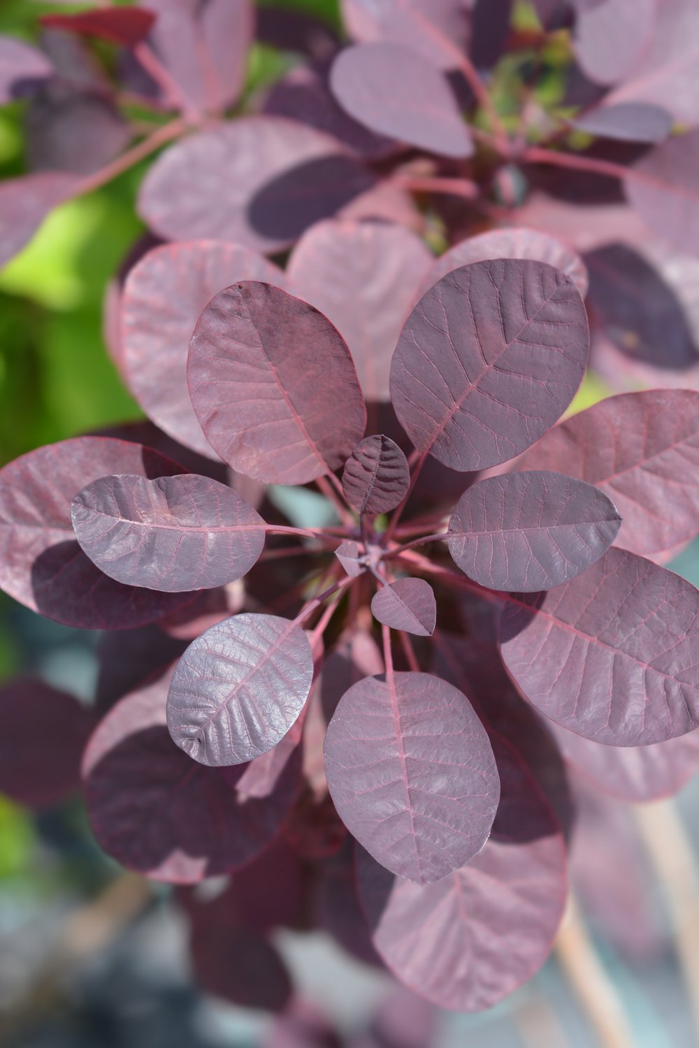 Cotinus coggygria 'Royal Purple'