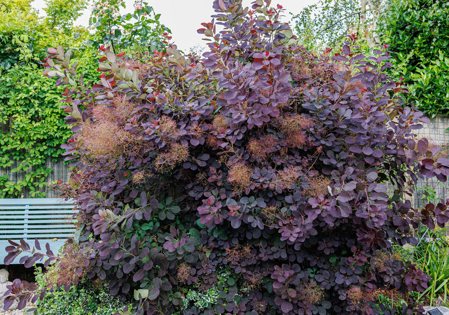 Cotinus coggygria 'Royal Purple'