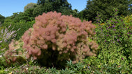 Cotinus coggygria 'Young Lady'