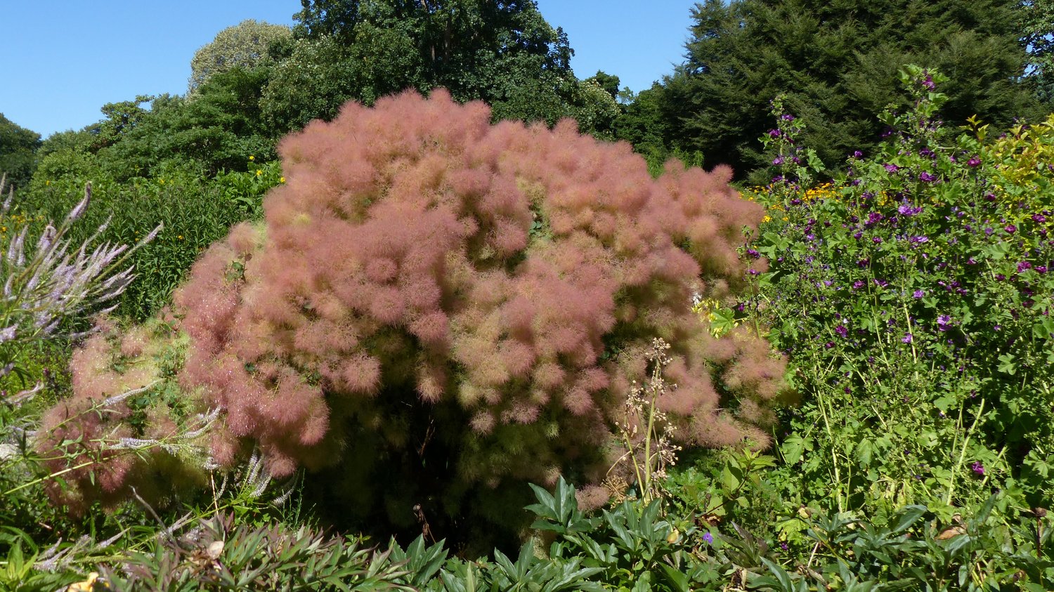Cotinus coggygria 'Young Lady'