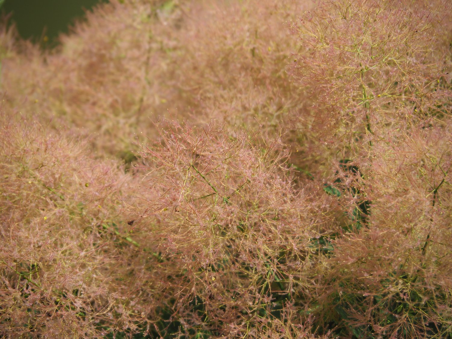 Cotinus coggygria 'Young Lady'