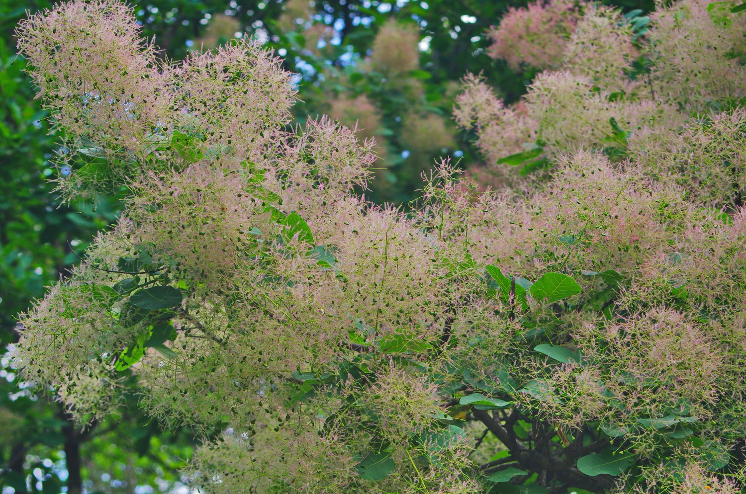 Cotinus coggygria 'Young Lady'