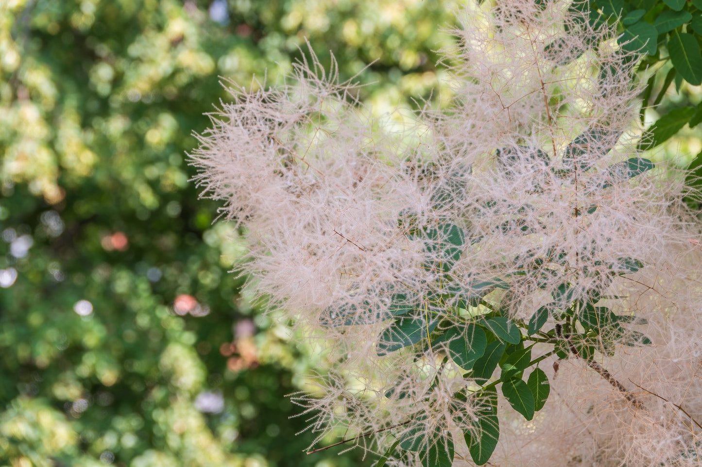 Cotinus coggygria 'Young Lady'