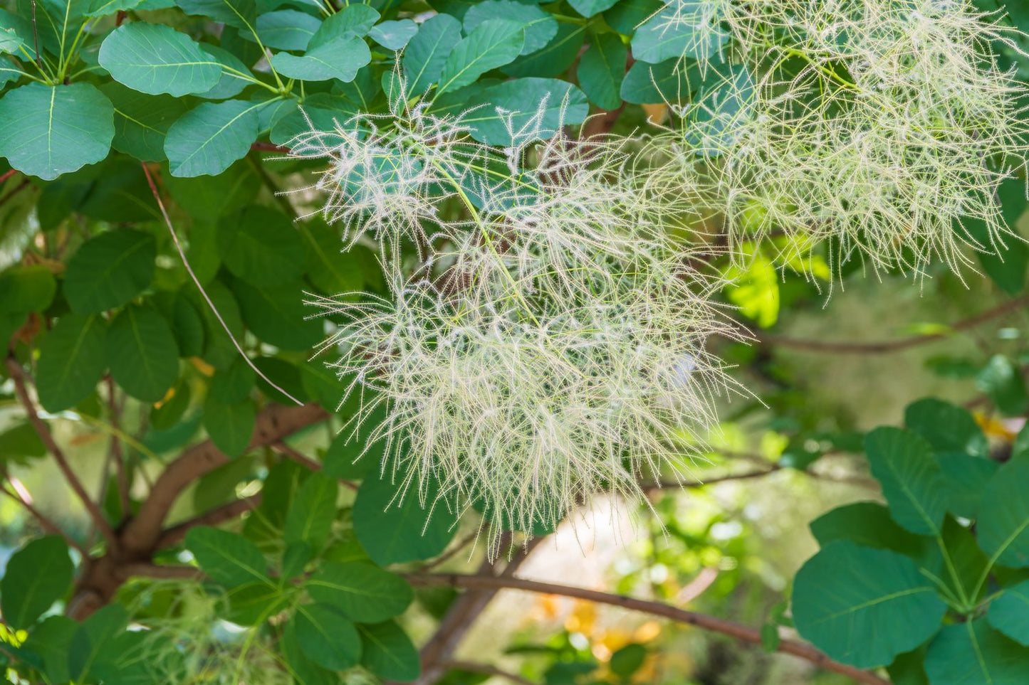 Cotinus coggygria 'Young Lady'