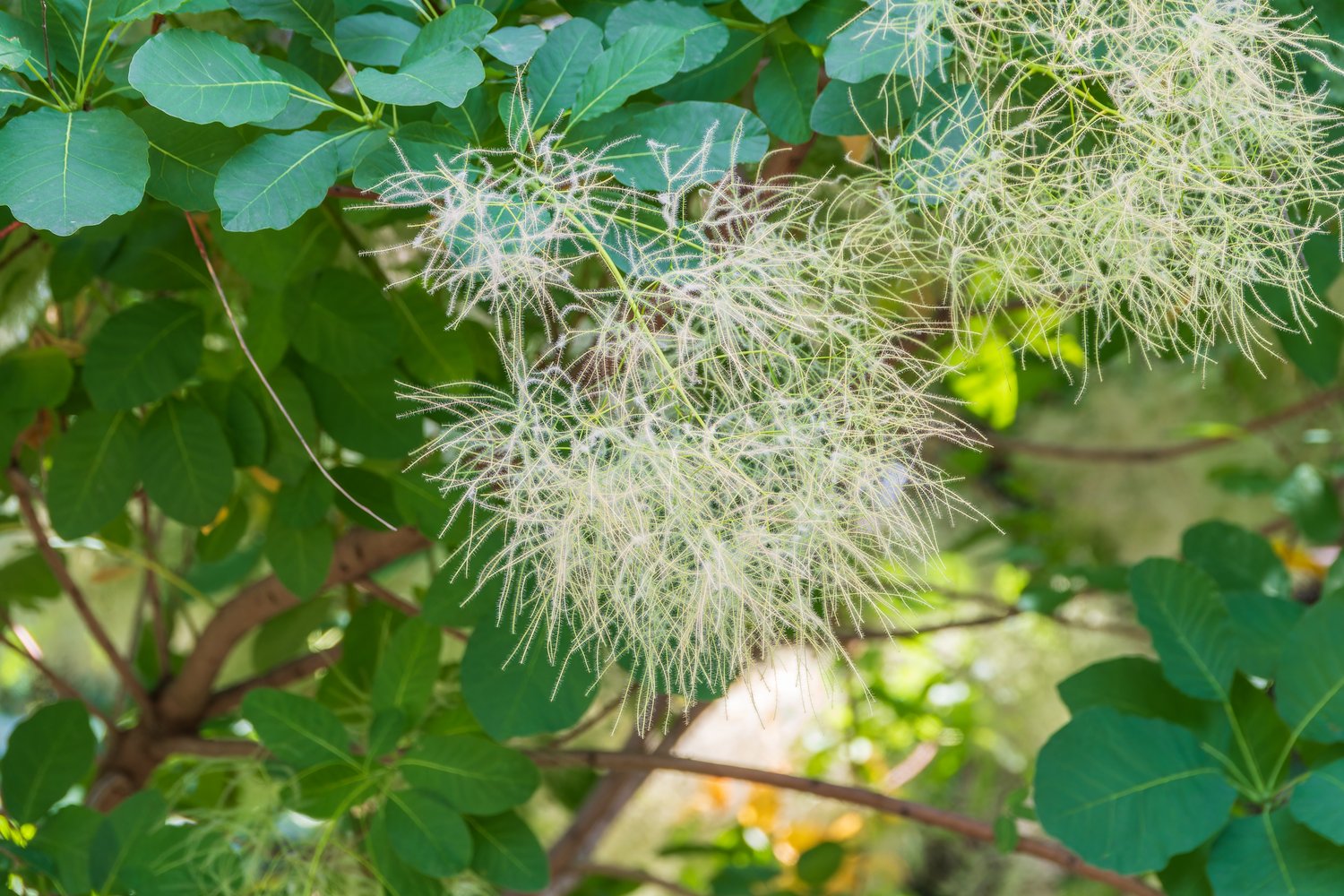 Cotinus coggygria 'Young Lady'