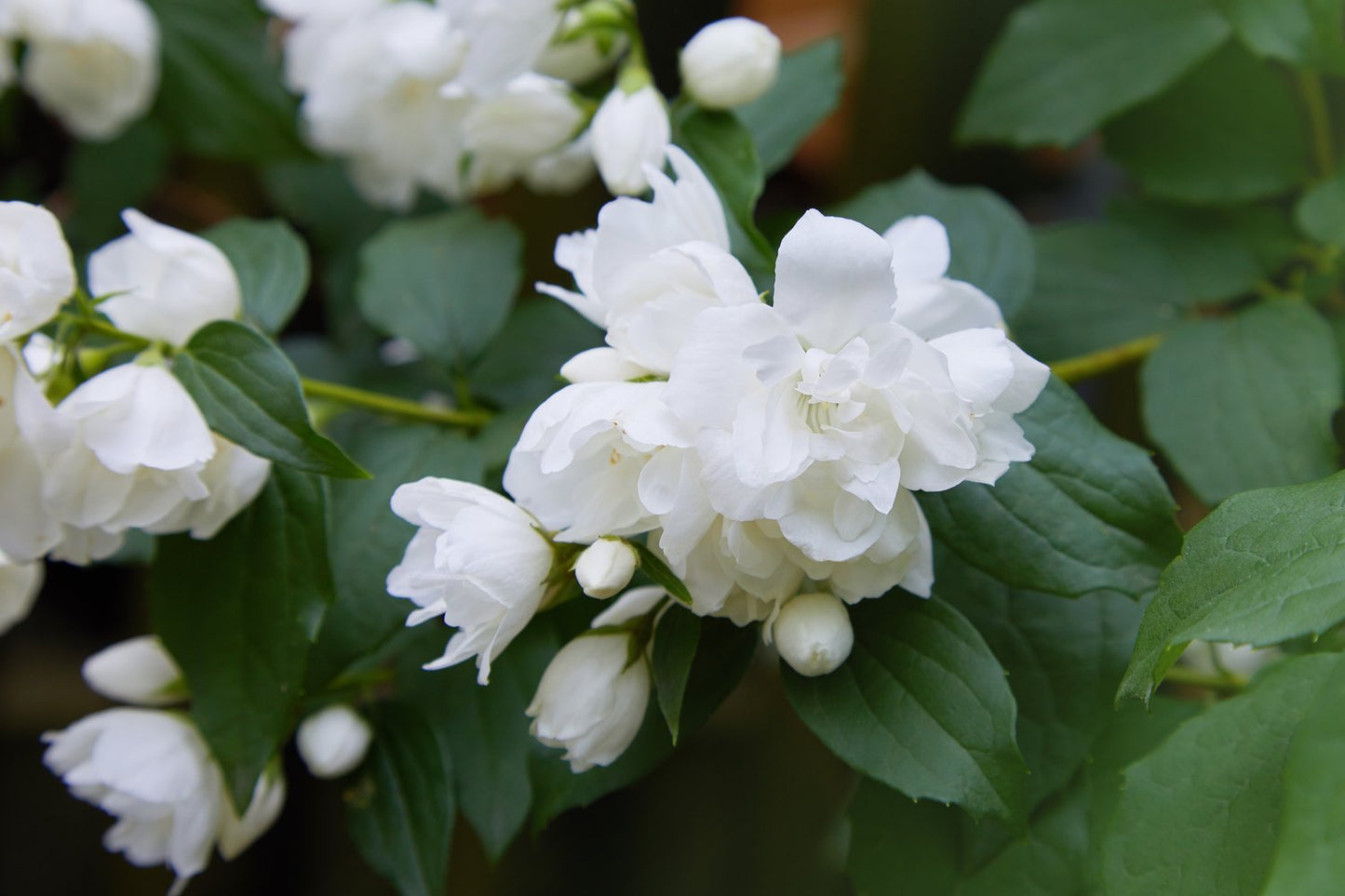 Philadelphus (Virginalis-Gruppen) 'Snowbelle'