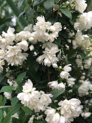 Philadelphus (Virginalis-Gruppen) 'Snowbelle'