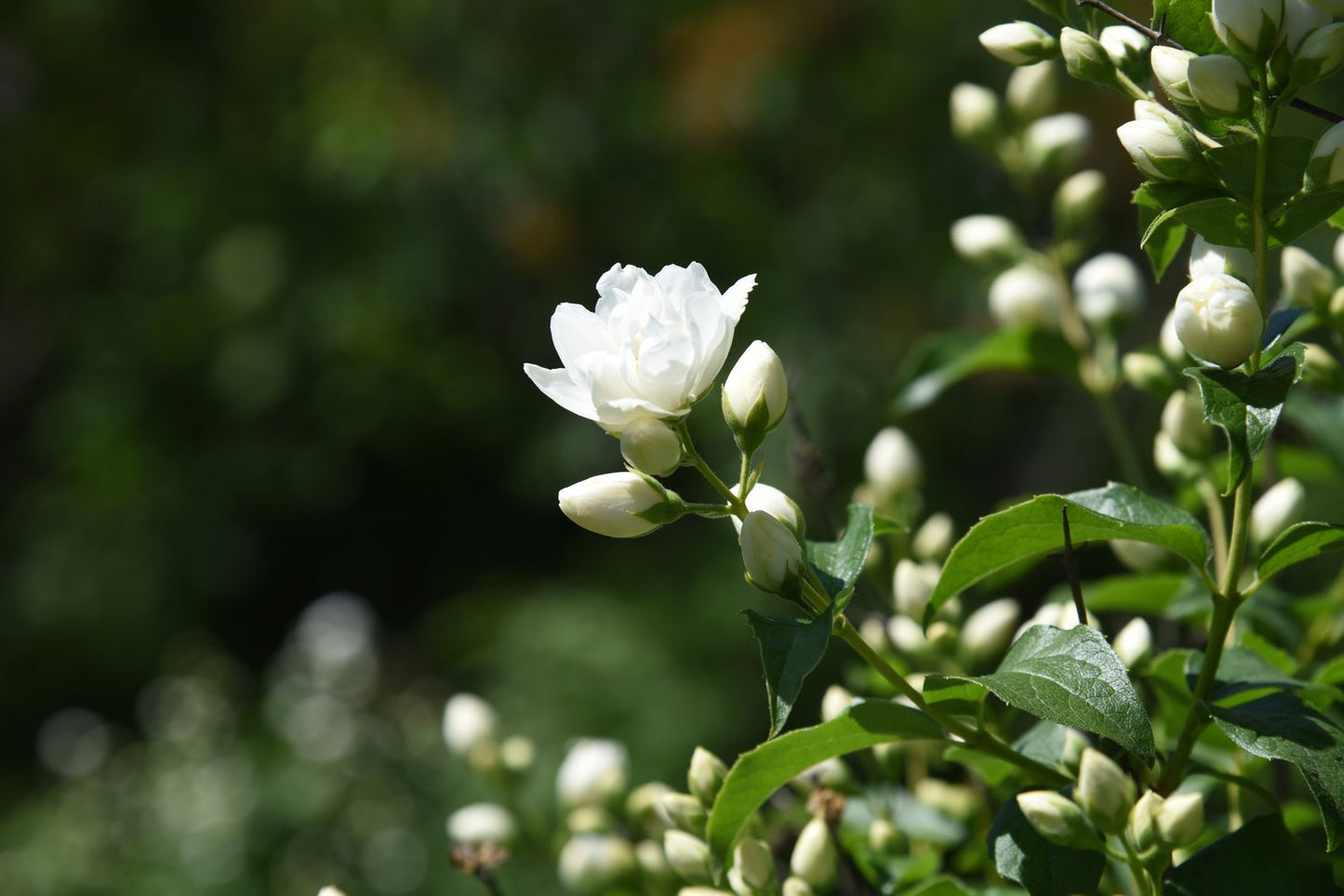Philadelphus (Virginalis-Gruppen) 'Snowbelle'