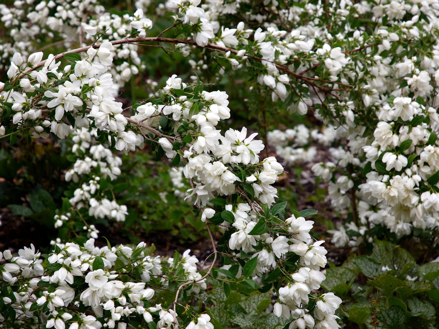 Philadelphus (Virginalis-Gruppen) 'Snowbelle'