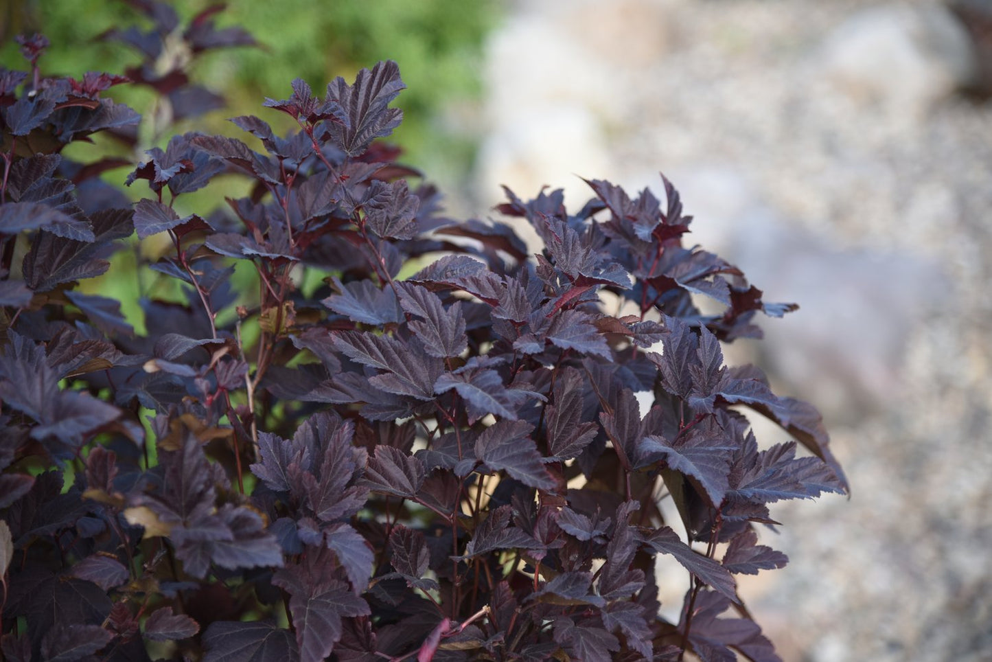 Physocarpus opulifolius LITTLE ANGEL