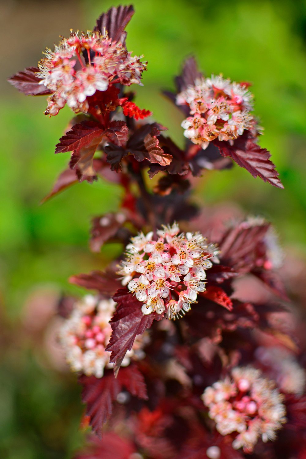 Physocarpus opulifolius LITTLE ANGEL