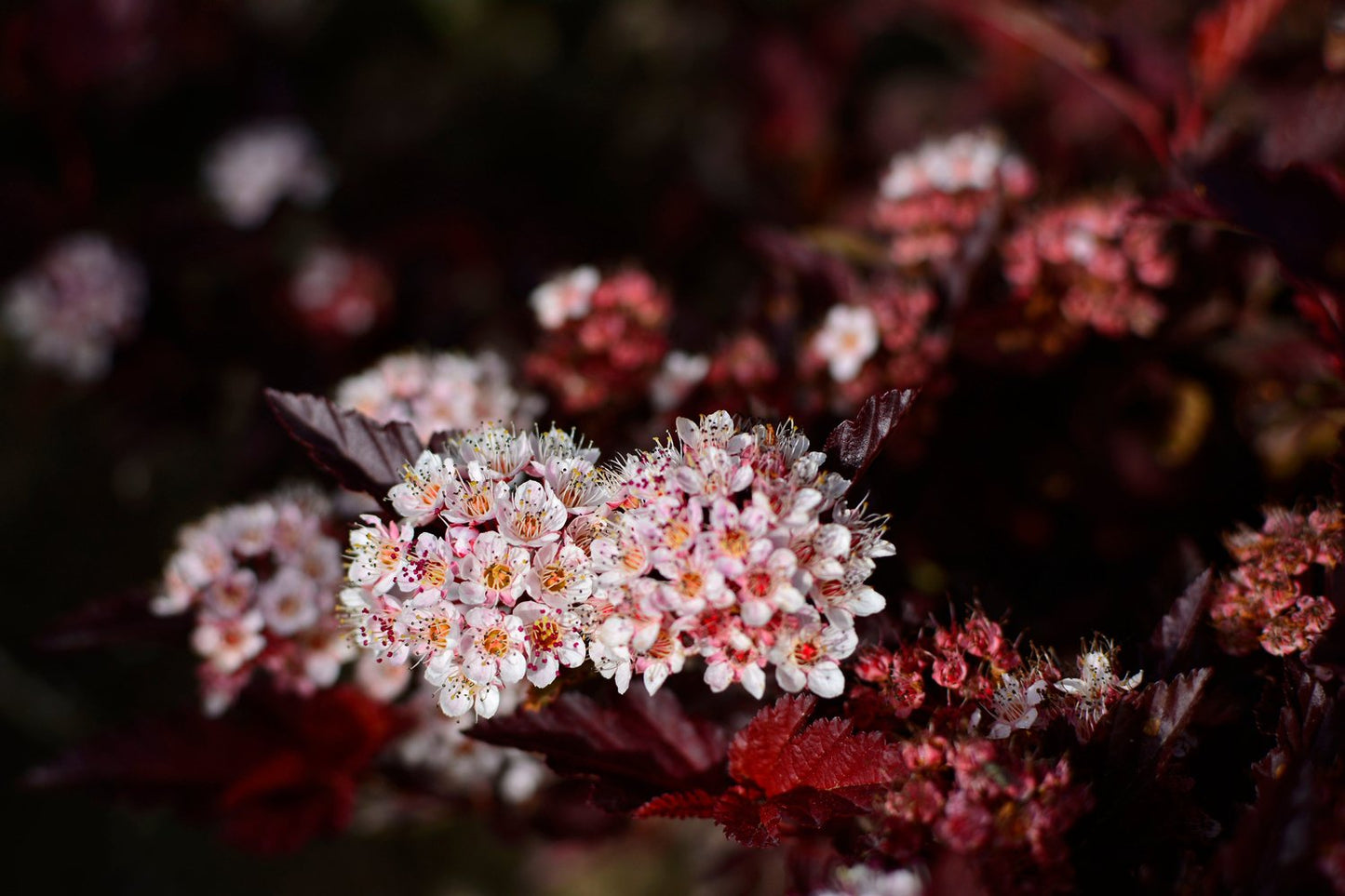 Physocarpus opulifolius LITTLE ANGEL