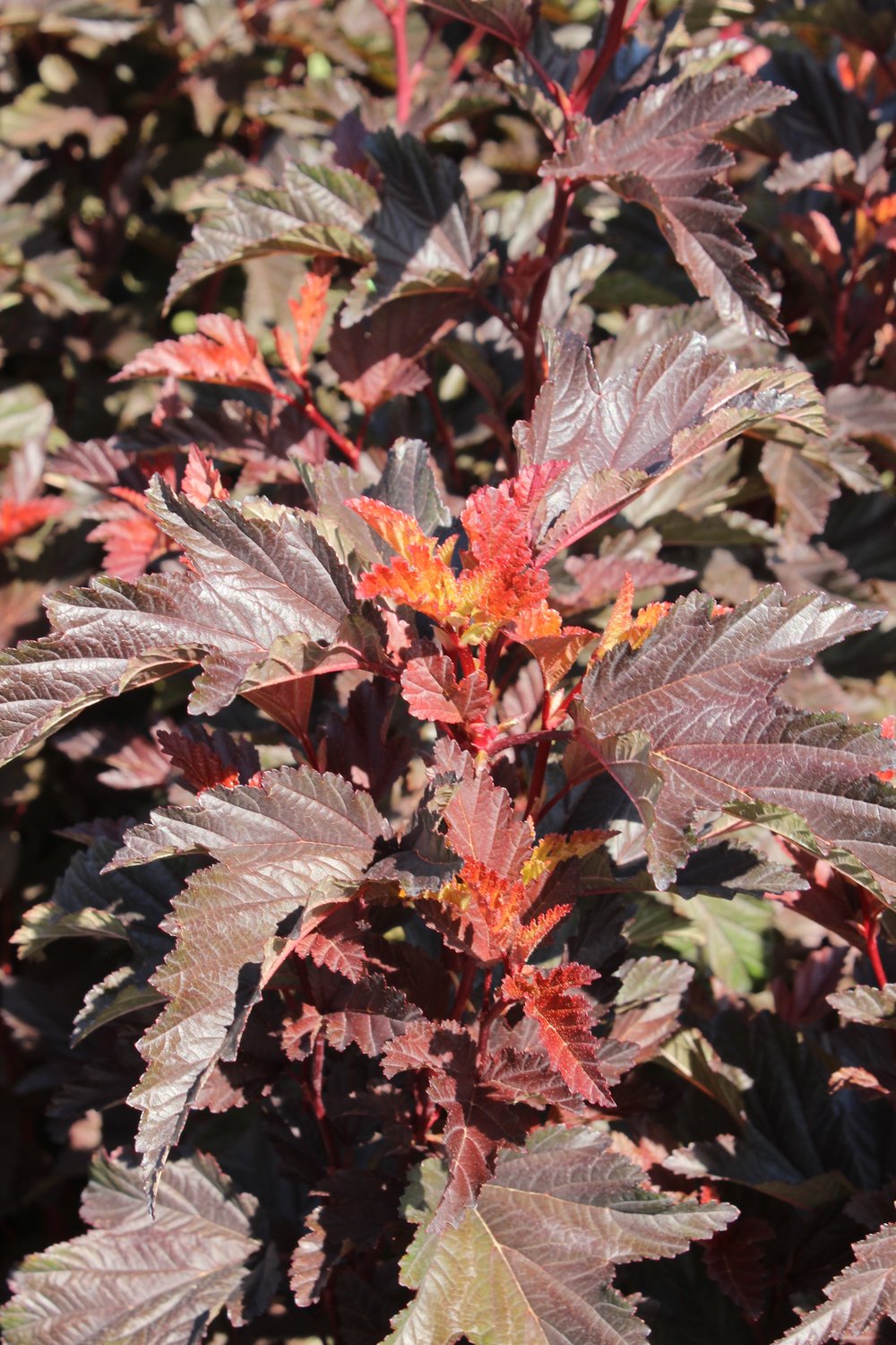 Physocarpus opulifolius LITTLE ANGEL