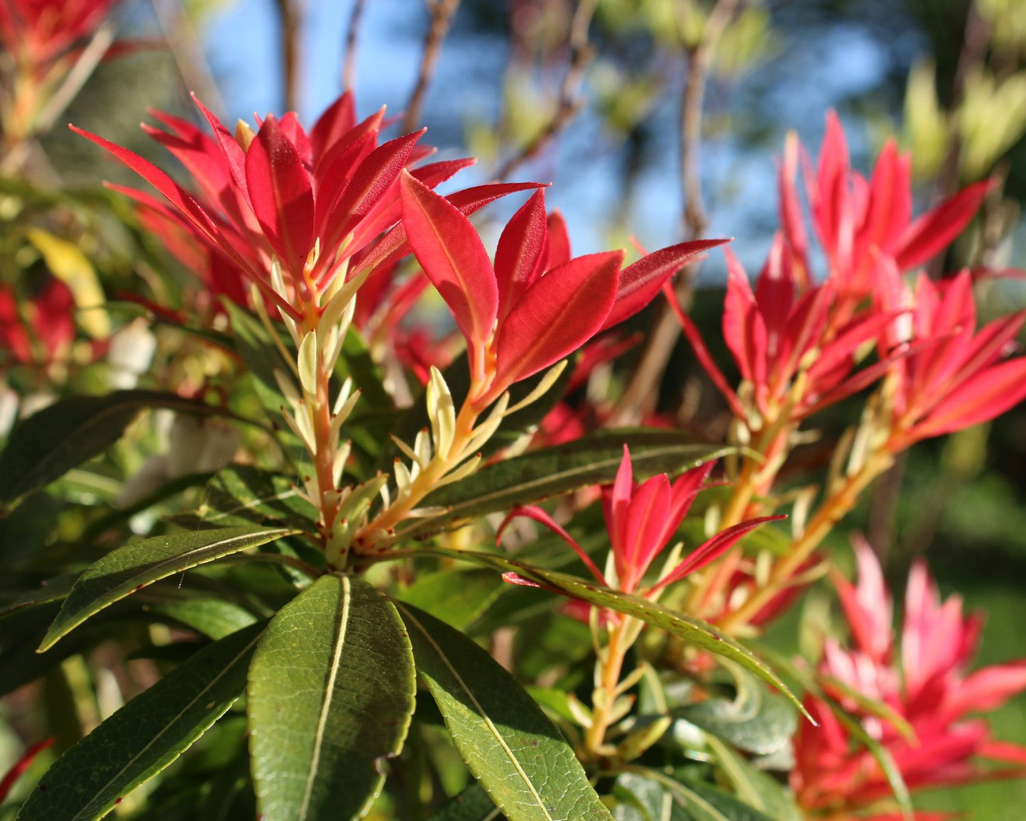 Pieris 'Forest Flame'