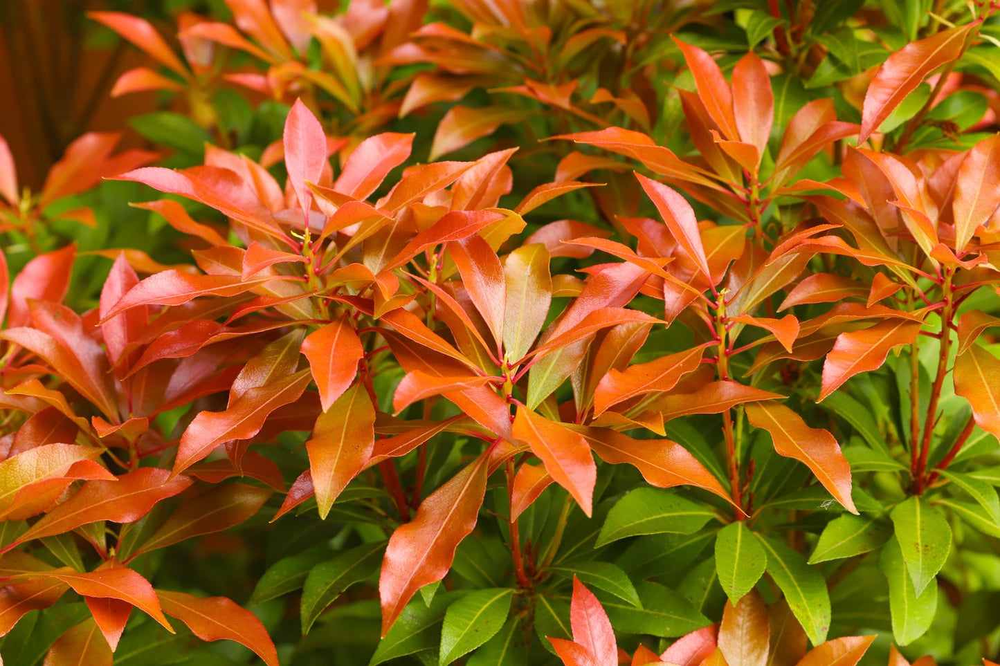 Pieris 'Forest Flame'