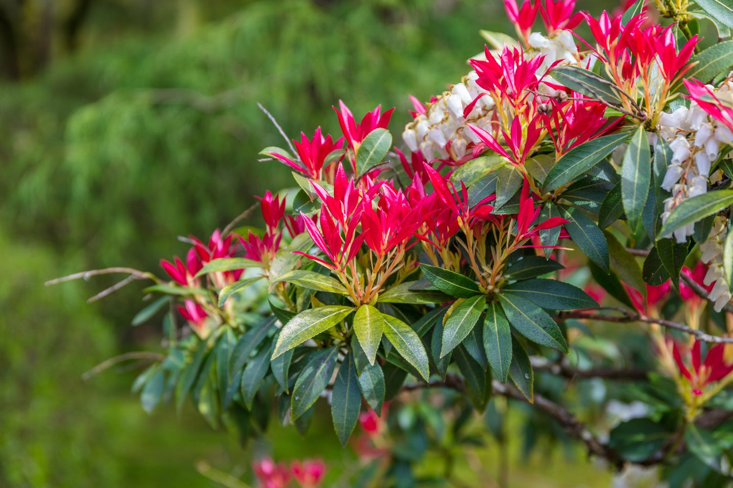 Pieris 'Forest Flame'