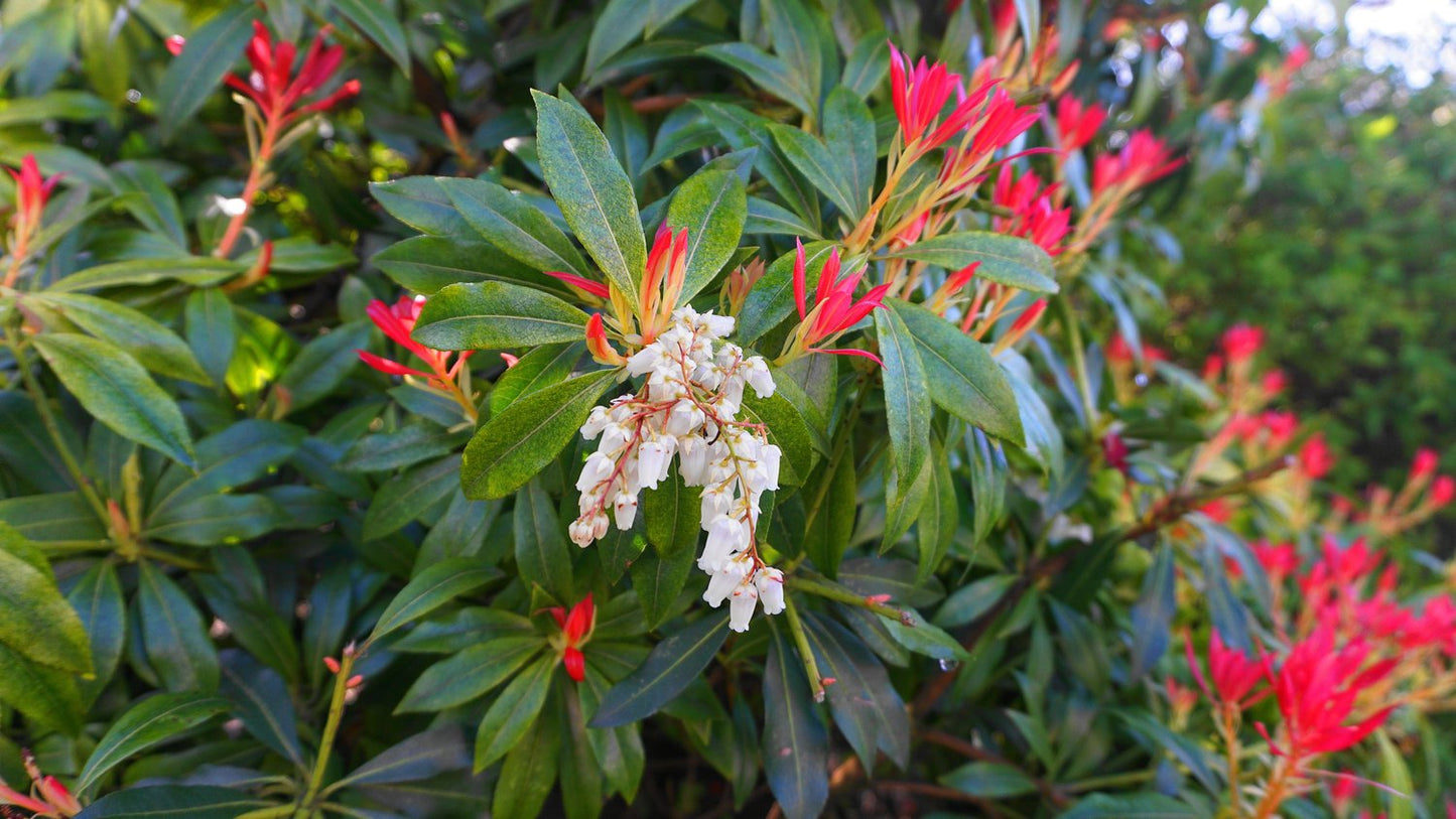 Pieris 'Forest Flame'