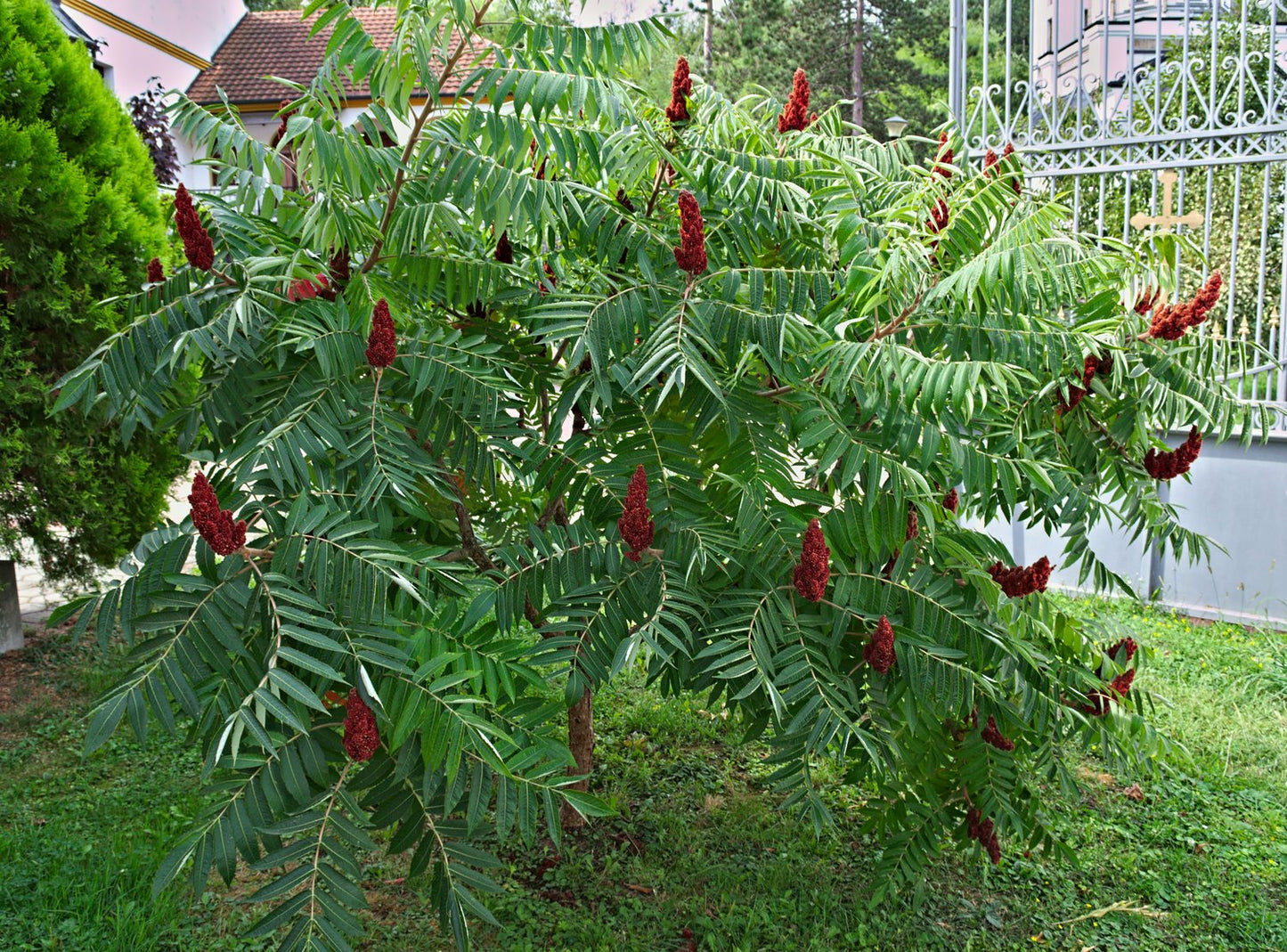 Rhus typhina