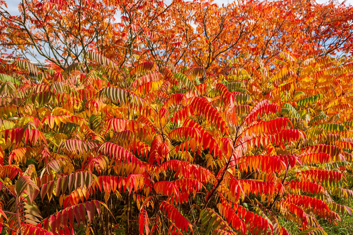 Rhus typhina