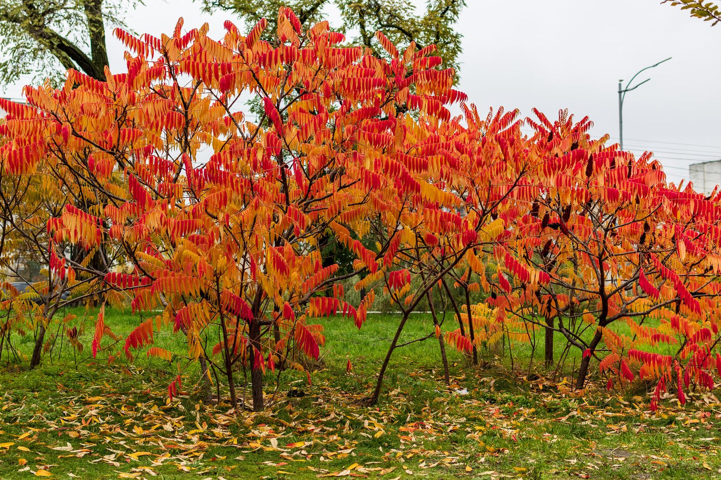 Rhus typhina