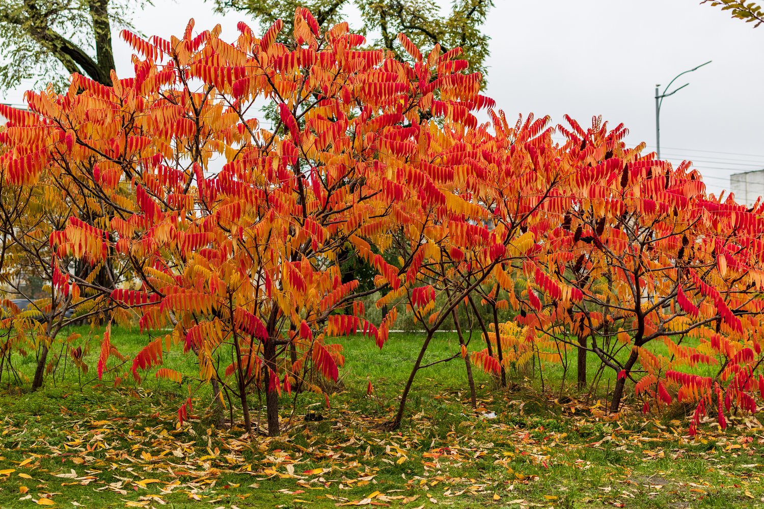 Rhus typhina