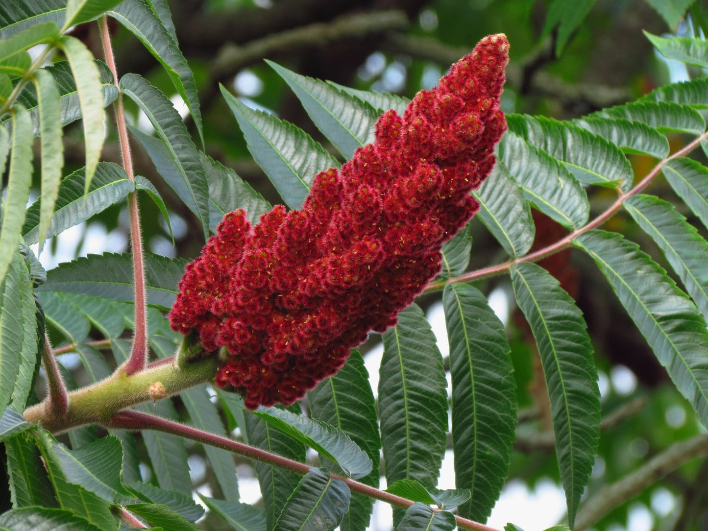 Rhus typhina