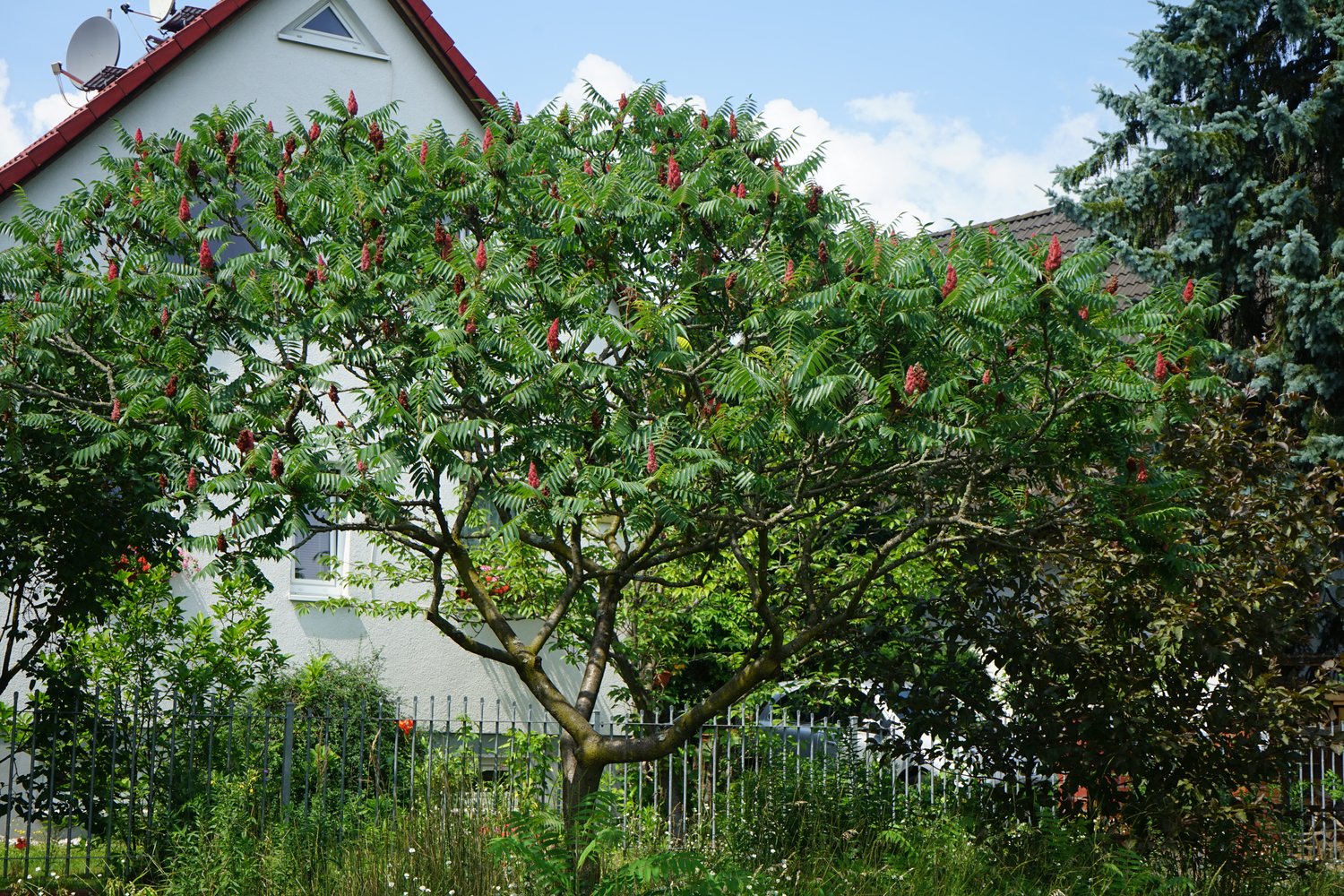 Rhus typhina