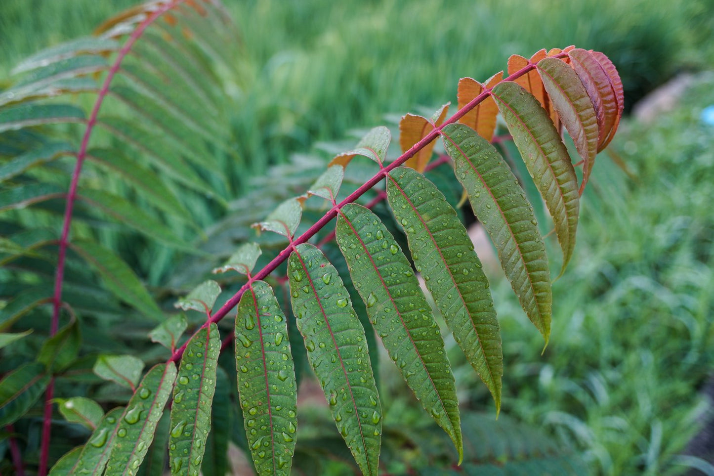 Rhus typhina