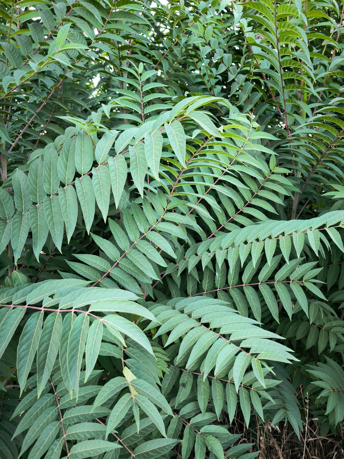 Rhus typhina