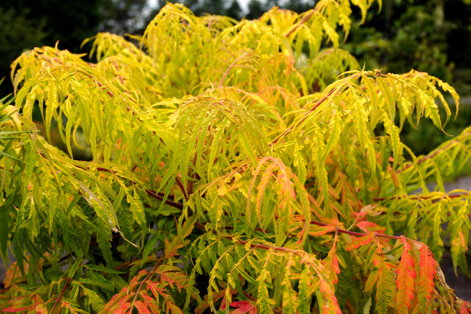 Rhus typhina TIGER EYES®