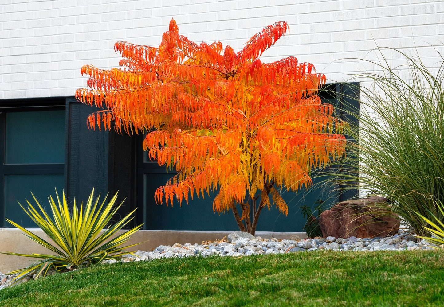 Rhus typhina TIGER EYES®