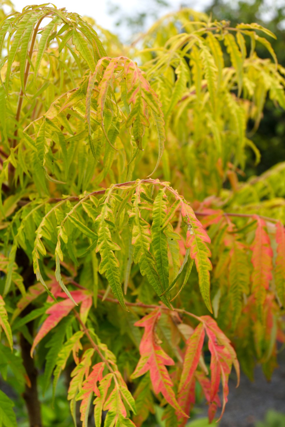 Rhus typhina TIGER EYES®