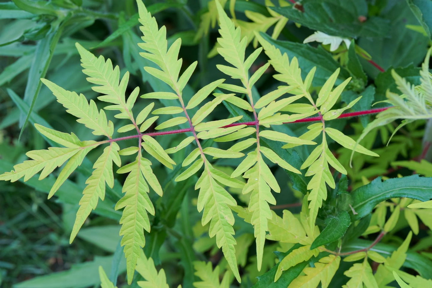 Rhus typhina TIGER EYES®