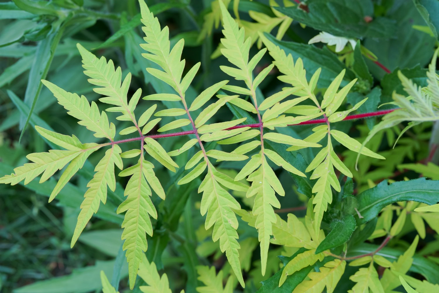 Rhus typhina TIGER EYES®