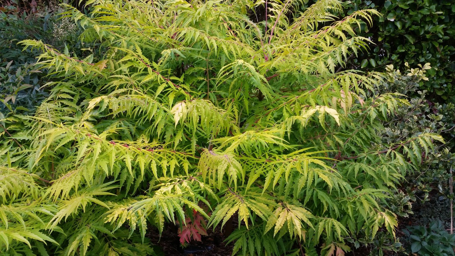 Rhus typhina TIGER EYES®