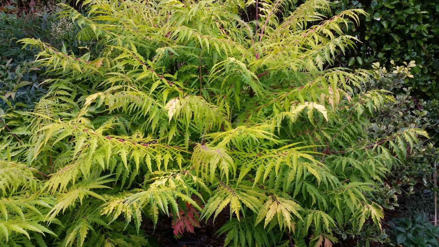 Rhus typhina TIGER EYES®