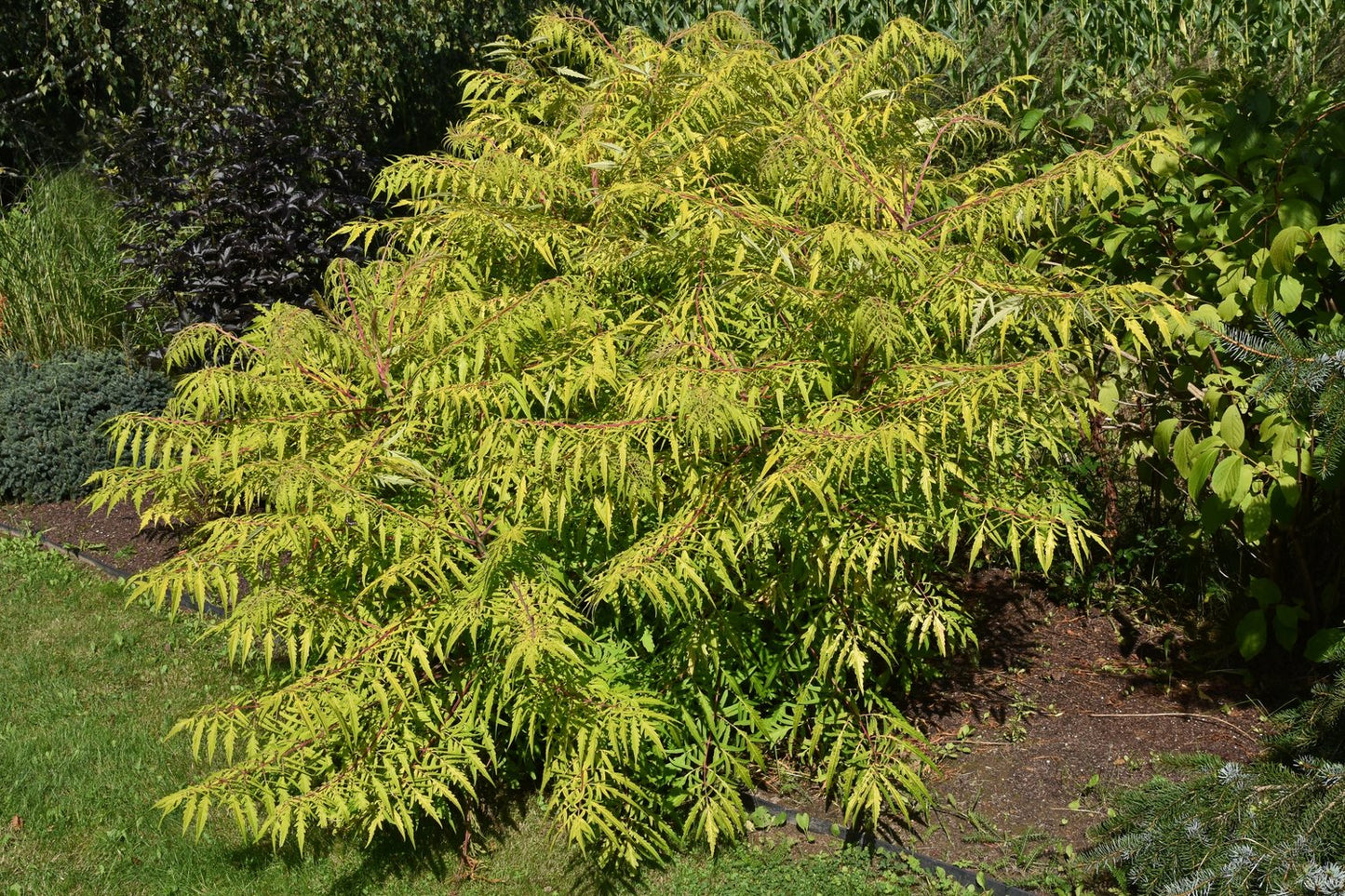 Rhus typhina TIGER EYES®