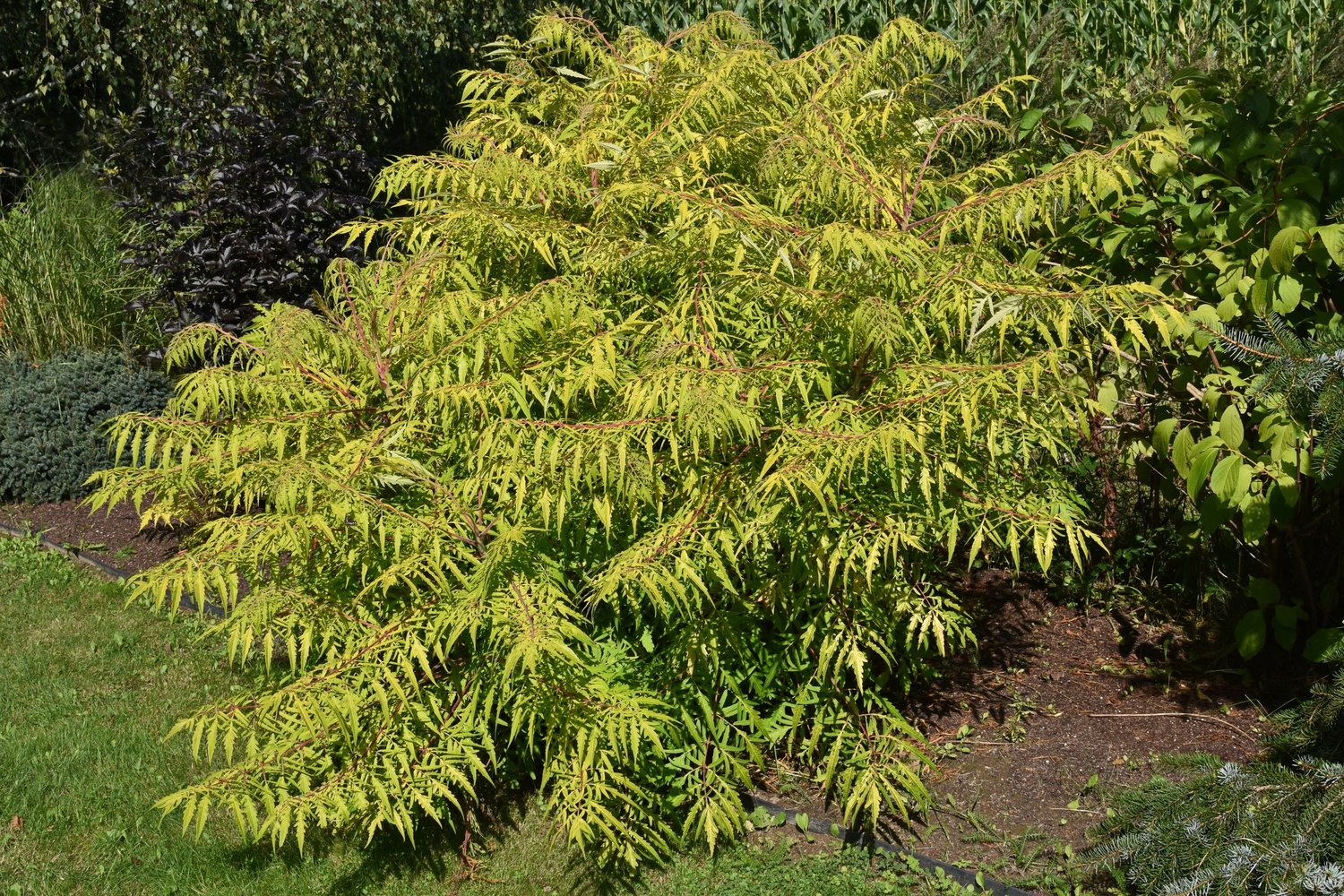Rhus typhina TIGER EYES®