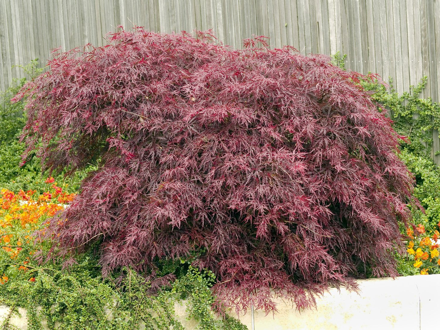 Acer palmatum 'Garnet'
