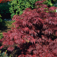 Acer palmatum 'Garnet'