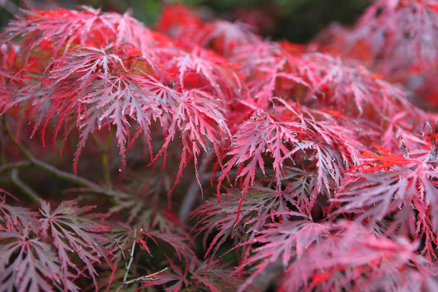 Acer palmatum 'Garnet'