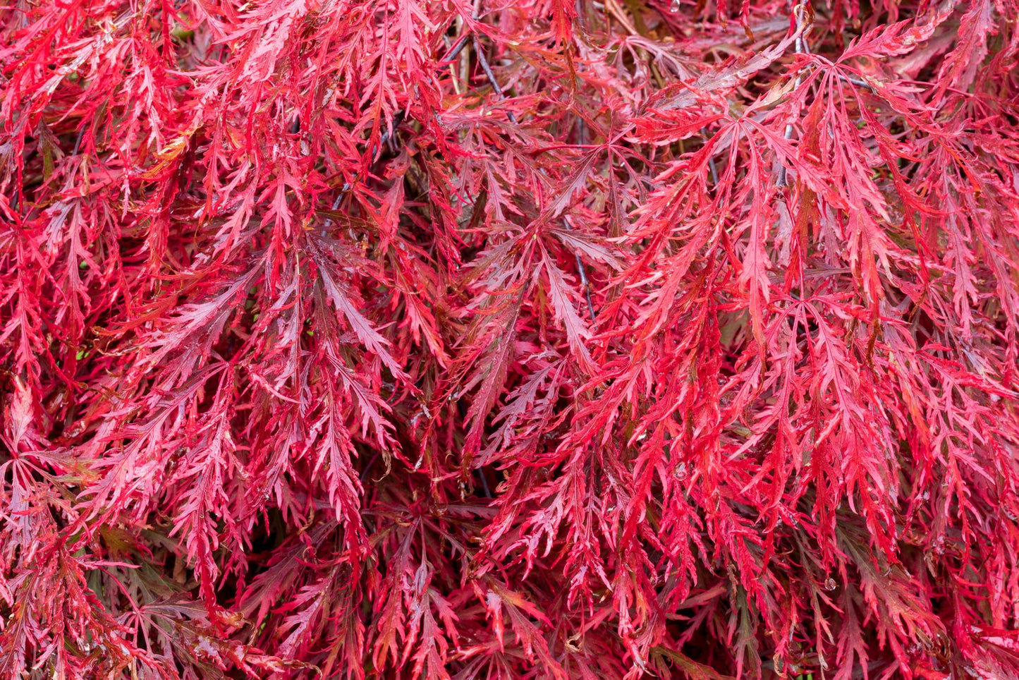 Acer palmatum 'Garnet'