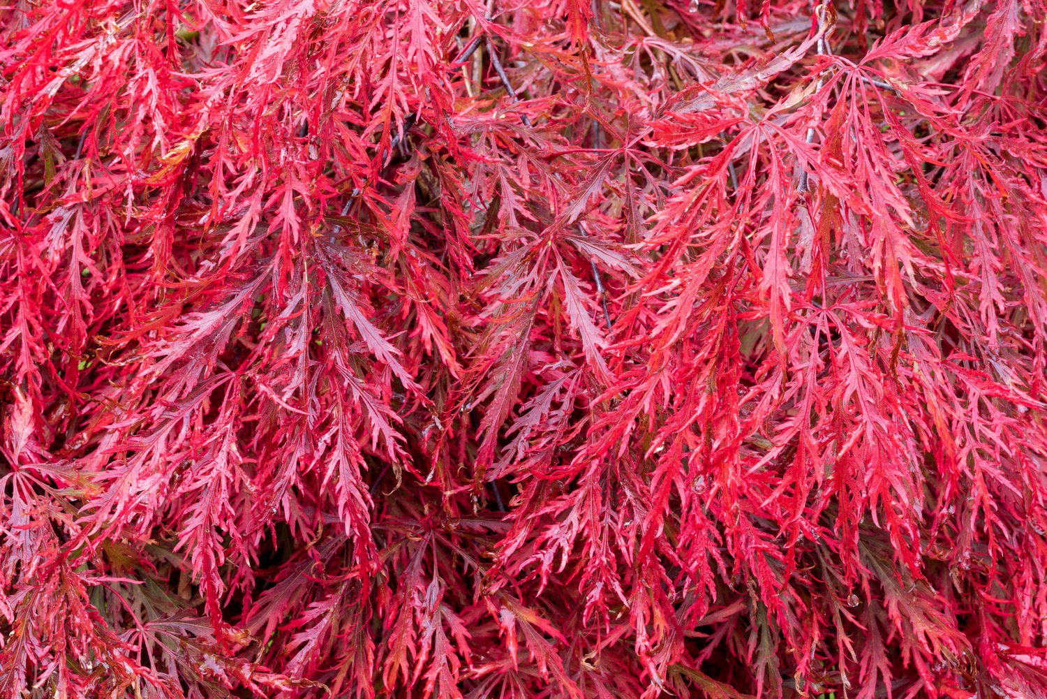 Acer palmatum 'Garnet'