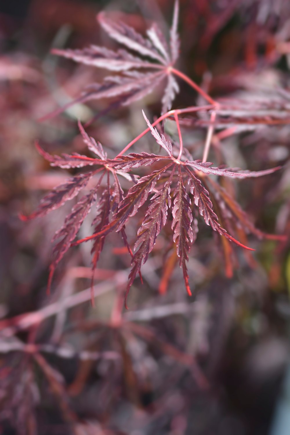 Acer palmatum 'Garnet'
